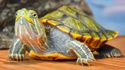 Kura-kura sebagai Hewan Peliharaan, Mengenal Jenis dan Perawatannya. Sumber Foto via University Animal Clinic