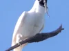Suara Burung Paling Berisik di Dunia: Burung White Bellbird (Image From: Wikipedia)