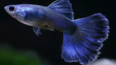 Ikan Guppy, Salah Satu Ikan Hias dengan Warna yang Cantik (Image From: IndiaMART)