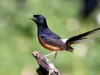 Burung Murai Keindahan dan Keunikan di Dunia Burung, Menjadikan Burung Terfavorit di Kalangan Pecinta Burung