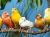 Jenis - Jenis Burung yang Biasa di Pelihara dan Cocok Untuk Mengikuti Perlombaan