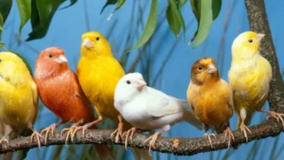 Jenis - Jenis Burung yang Biasa di Pelihara dan Cocok Untuk Mengikuti Perlombaan