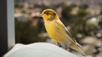 8 Burung dengan Kicauan Terbaik di Dunia, Penggemar Burung Harus Lihat Ini