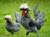 5 Ayam Hias