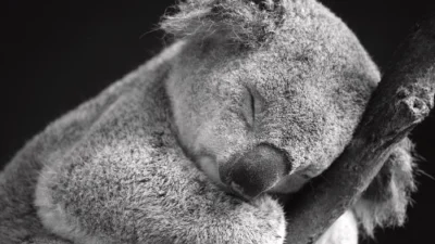Tidur adalah Aktivitas Sehari-hari Koala. Sumber Gambar via Fine Art America