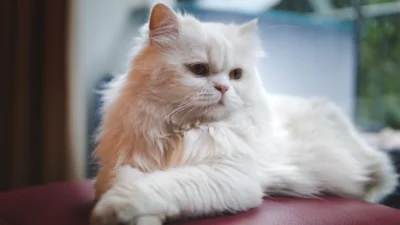 7 Cara Merawat Kucing Anggora dengan Baik dan Efektif
