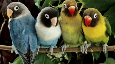 Burung Lovebird Memliki Pesona Yang Mengagumkan Dari Burung Cinta Yang Ceria