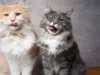 20 Fakta Kucing Lucu, Jangan Terkejut Bagi Para Pemilik Kucing!
