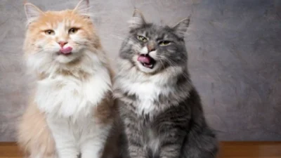 20 Fakta Kucing Lucu, Jangan Terkejut Bagi Para Pemilik Kucing!