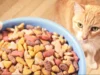7 Rekomendasi Makanan Kucing, Pilihlah Yang Terbaik untuk Kesehatan Peliharaan Anda