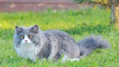 Inilah 5 Cara Merawat Kucing Persia, Tips dan Trik Untuk Kesehatan Dan Kebahagiaan Kucing 