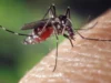 5 Cara Mengusir Nyamuk Sekali Tangkas, Tidur Jadi Makin Nyenyak! Sumber Gambar via Vox