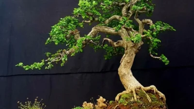 Ketahui Cara Perawatan Bonsai Serut 5 Miliar yang Bisa Jadi Ide Bisnis Mendatang (image from screenshot bonsai empire)
