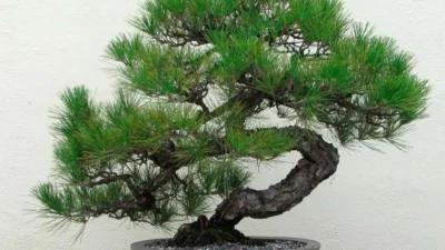 Macam-macam Harga Pinus Bonsai: Ada dari yang Receh sampai Jutaan! (Sumber Gambar via Lazada)