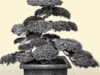 Sejarah Tanaman Bonsai