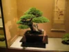 Daftar Harga Pohon Bonsai Terbaru 2023