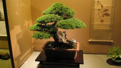 Daftar Harga Pohon Bonsai Terbaru 2023
