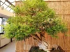 Jenis Pohon dan Penjelasan Tanaman Bonsai