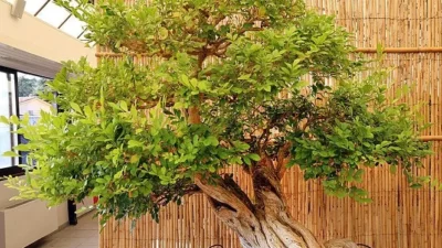 Jenis Pohon dan Penjelasan Tanaman Bonsai