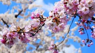 10 Langkah Budidaya Bonsai Sakura, Bunga Cantik Khas Jepang