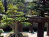Meniti Jejak Ahli Bonsai Panduan Lengkap Budidaya Bonsai untuk Taman yang Indah