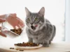 Panduan Dry Food Kucing: Manfaat, Cara Memilih, dan Tips Pemberian