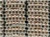 Daftar Harga Telur Hari Ini, foto via Unsplash-Marjan Blan