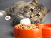 Temukan di Sini! Dry Food Kucing Murah Untuk Si Meong di Rumah