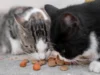 Rekomendasi Dry Food Kucing yang Murah, Dijamin Aman dan Kualitas Tetap Bagus (image from Freepik)