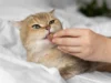 Rekomendasi Vitamin Kucing Terbaik, Dijamin Nafsu Makan Meningkat dan Bulu Makin Tebal (image from Freepik)