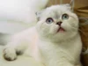 5 Fakta Menarik Kucing Ras Scottish Fold: Ada yang Serumah sama Taylor Swift! (Sumber Gambar: Taylor Swift Switzerland)