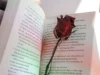 Cara Menjadi Penulis Romance yang Baik (Image From: Pexels/Nóra Zahradník)