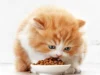 Vitamin Nutrisi untuk Anak Kucing