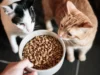 Dry Food Kucing Rumah