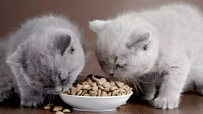 Makanan Terbaik untuk Kucing Angora, Nutrisi yang Diperlukan untuk Bulu yang Indah