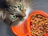Rekomendasi Dry Food Kucing Terbaik untuk Si Meong Kesayangan
