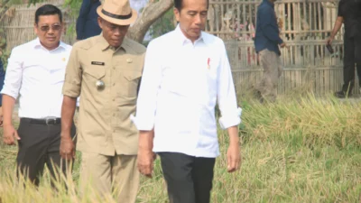 Panen Padi di Subang, Jokowi Sebut Cadangan Beras di Bulog Masih Kurang