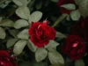 Makna Bunga Mawar Berdasarkan Warnanya (Image From: Pexels/Irina Iriser)