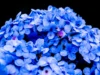 Makna Bunga Hydrangea yang Cantik (Image From: Pexels/Azzam Faruqi)