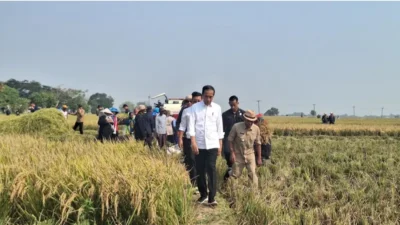 Jokowi Panen Padi di Subang, Hasilnya Capai 9 Juta Ton Per Hektar
