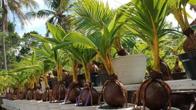 bonsai kelapa