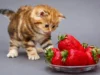 Buah-Buahan Ini Sangat Aman Dikonsumsi Kucing Dirumah, Cek Jenis buahnya Cuma Disini!