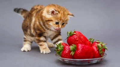 Buah-Buahan Ini Sangat Aman Dikonsumsi Kucing Dirumah, Cek Jenis buahnya Cuma Disini!