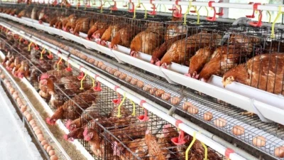 Ternak Ayam Petelur dengan Teknologi Terbaru Untung Berlipat Ganda