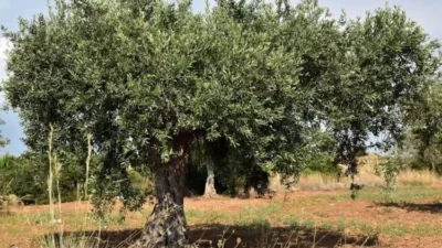 Fakta Menarik Pohon Zaitun, Capai Umur Ratusan Tahun