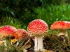 Hati-hati, Jamur Hutan Bisa Bikin Nyawa Melayang! Kenali Ciri-Ciri Jamur Beracun Dari Sini