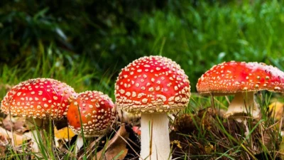Hati-hati, Jamur Hutan Bisa Bikin Nyawa Melayang! Kenali Ciri-Ciri Jamur Beracun Dari Sini
