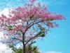 Pohon Sakura Ikon Budaya dan Anugerah dari Alam