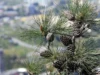 Keindahan dan Ekologi Pohon Pinus: Manfaat, Habitat, dan Peran Penting dalam Lingkungan