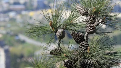 Keindahan dan Ekologi Pohon Pinus: Manfaat, Habitat, dan Peran Penting dalam Lingkungan